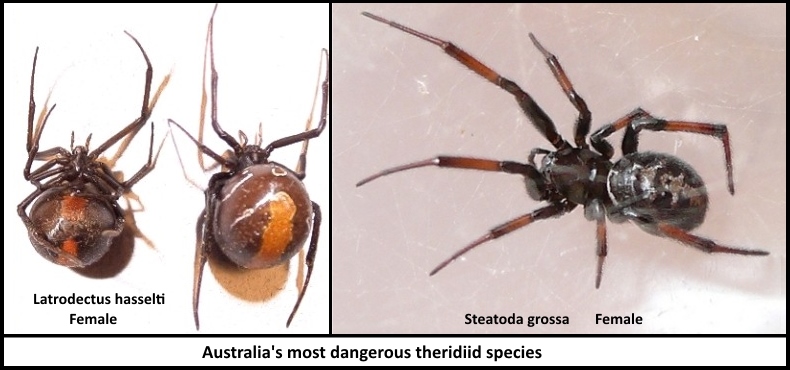 Black Widow Spider Venom Effects On Neurotransmitters - Bite Me Neurons